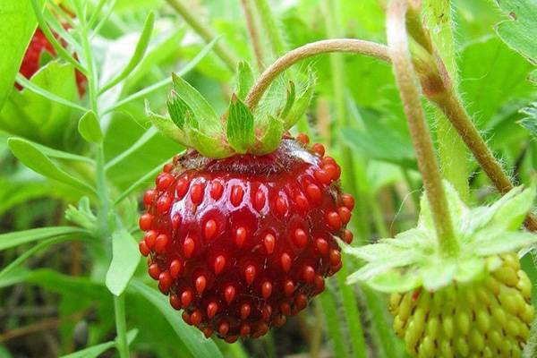 Kirminų užkrėtimas nešvariu maistu